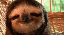 relaxed sloth gif.